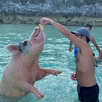 Secluded Pig Island Visit