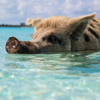 Personalized Swim with Pigs Trip